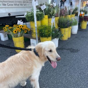 Monette Moio Instagram - If you know me, you know how much I love goldens. Being able to rescue one has been a lifelong dream and I’m so over-frickin-joyed to have Miso join our lil family. He’s the goodest boy and Chuck is starting to agree 😉 

Thank you @rukumagai & @danielhenney for making this happen. My heart is so full. Being able to give him a good home means the world to us ♥️

♾️/10