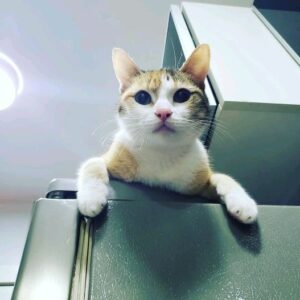 Mônica Rossi Instagram - #agataninamaria e seus esconderijos exóticos!

#cat #gatos #amogatos