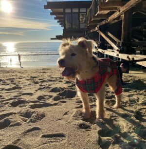Monica Ruiz Instagram - That’s Los Angeles California for ya. She shows out on Christmas at 76 Degrees and keeps you wanting more #sirensong 🧜‍♀️ (dogs are not allowed on the beach please do not report this thank you) Merry Christmas 🎄