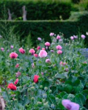 Monty Don Instagram - Self-sown poppies in the veg garden