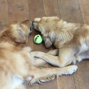 Monty Don Instagram - Nigel and Nell