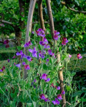 Monty Don Instagram - No sweet pea smells more fragrantly sweet than 'Matucana'