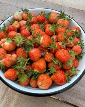 Monty Don Instagram - This evening's pick - still deliciously warm from the sun