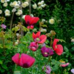 Monty Don