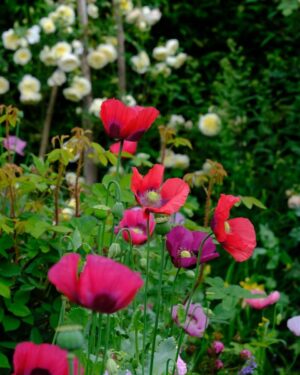 Monty Don Instagram - Poppies in the Cottage garden