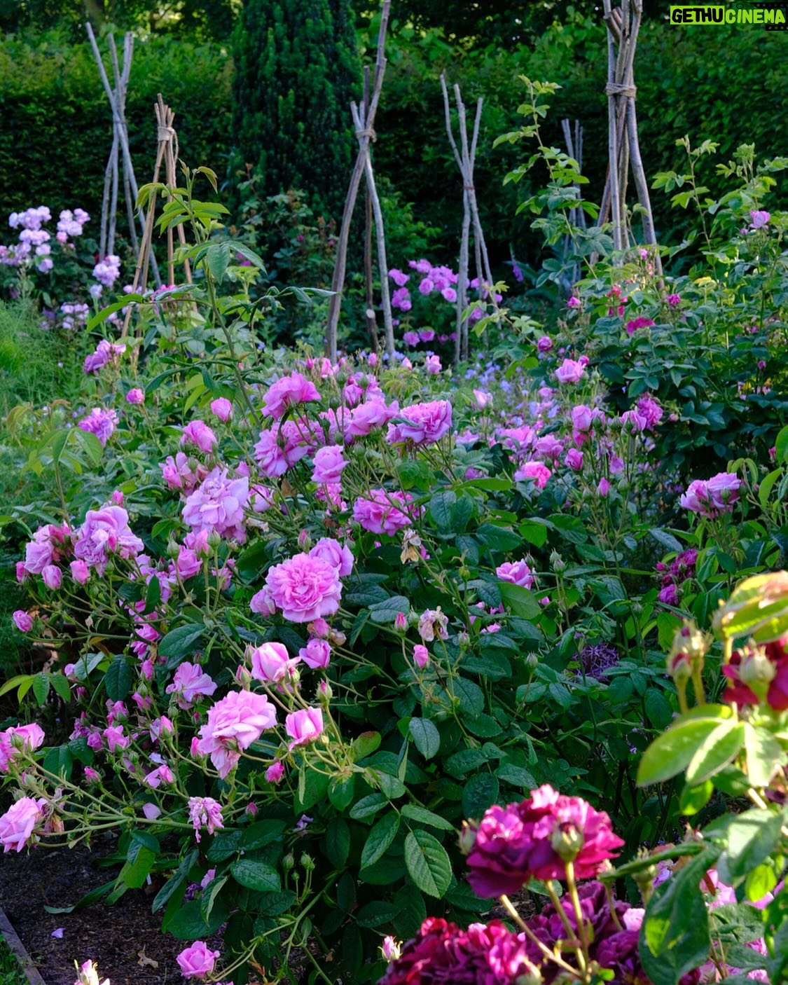 Monty Don - 15.5K Likes - The Cottage garden