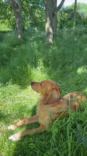 Monty Don Instagram - Listening to birdsong on the cool green shade