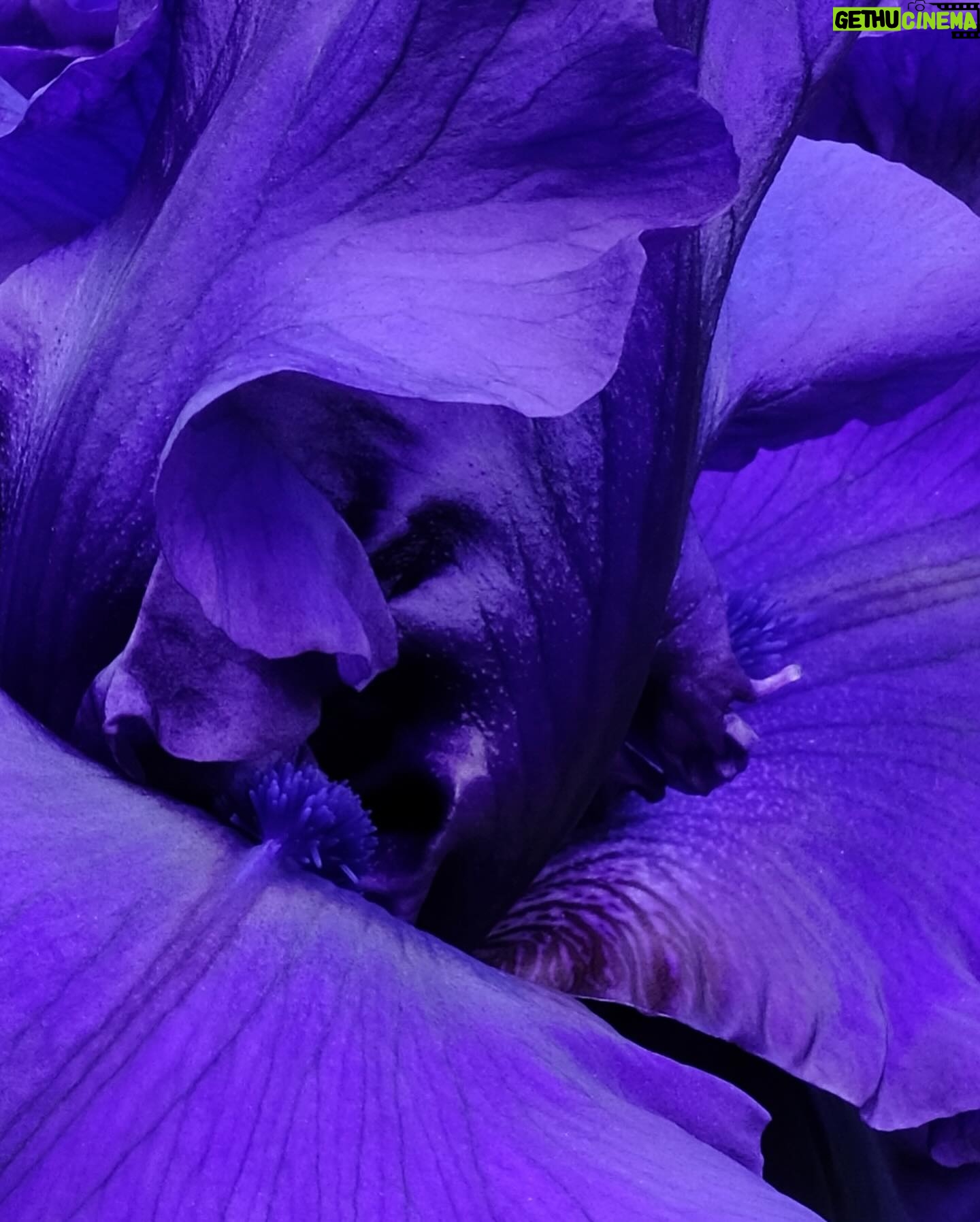Monty Don - 19.9K Likes - No flower is more voluptuous than bearded iris - this in the Paradise garden