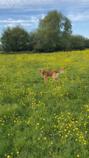 Monty Don Instagram - Buttercup Ned