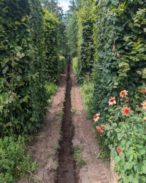 Monty Don Instagram - Trench now metre deep and ready for shingle, perforated pipe, more shingle, base layer, sand and finally brick.