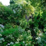 Monty Don