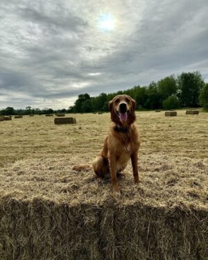 Monty Don Instagram - Morning walk - lovely big hay bales to play on
