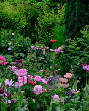 Monty Don Instagram - Cottage garden