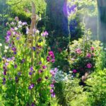 Monty Don