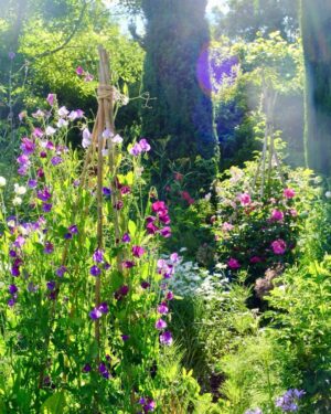 Monty Don Instagram - Sweet peas and roses in the Cottage garden in evening sun
