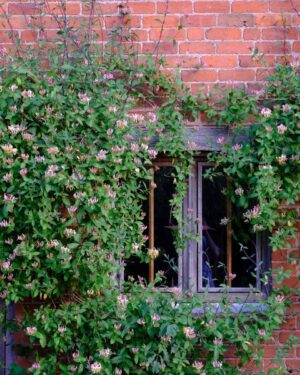 Monty Don Instagram - Honeysuckle window