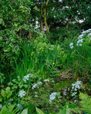 Monty Don Instagram - After the intense, exhilarating and inspirational but incredibly exhausting hurly burly of 6  days at Chelsea, the green embrace of my own garden is delicious.