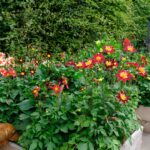 Monty Don