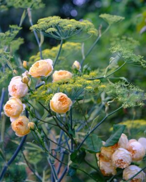 Monty Don Instagram - 'Crown Princess Margareta' and self sown fennel in the Cottage garden