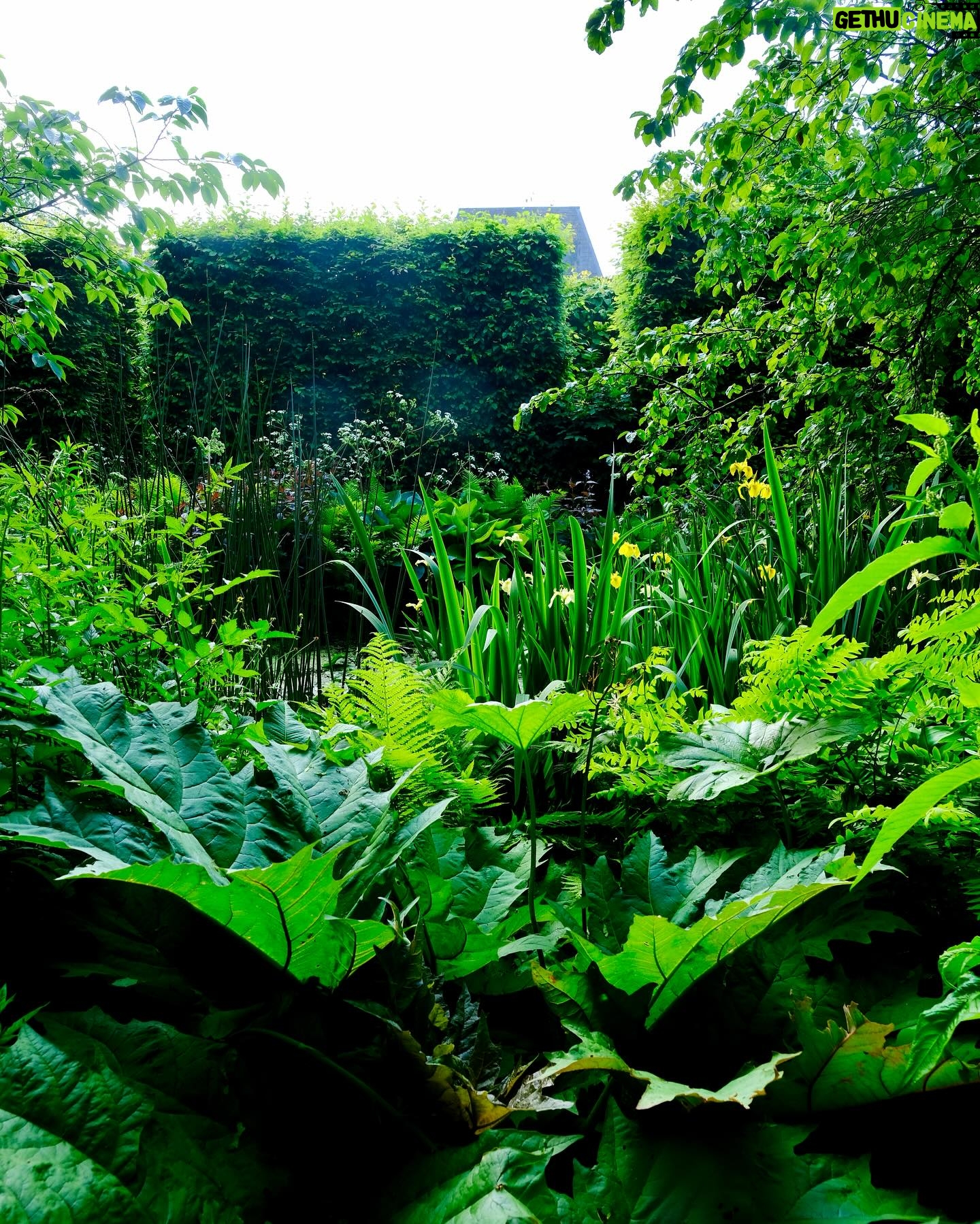 Monty Don - 14.6K Likes - The two ponds in the garden are now enfolded in a lush girdle of plants