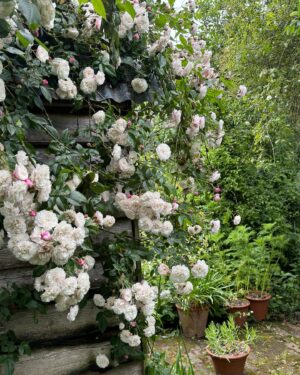 Monty Don Instagram - Rose 'Félicité Perpetué' in the Writing garden.