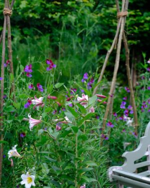 Monty Don Instagram - Eating and seating, sweet peas and lilies