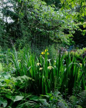 Monty Don Instagram - The two ponds in the garden are now enfolded in a lush girdle of plants