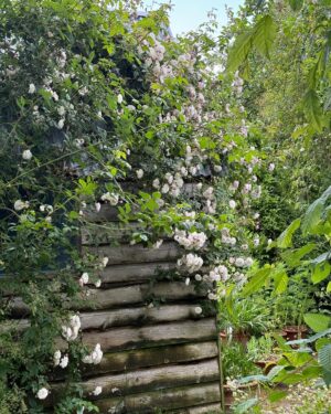 Monty Don Instagram - Rose 'Félicité Perpetué' in the Writing garden.