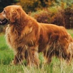 Monty Don Instagram - Today would have been Nigel's 16th birthday. We shall drink deep to his memory.