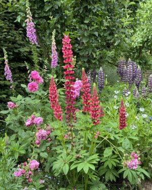 Monty Don Instagram - In the Cottage /rose garden