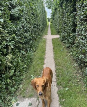 Monty Don Instagram - A light trim of these hedges today- mainly to avoid being soaked when they are wet as you brush past. The major hedge cutting will begin in a month's time to allow birds to fully fledge.