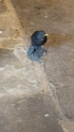 Monty Don Instagram - We currently have blackbird that comes into the house at every opportunity and is completely unafraid of humans, dogs or anything else!