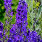 Monty Don