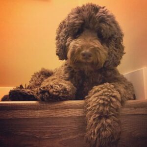 Morgan Taylor Campbell Instagram - Love Fluff

#mywholeheartinsideonewalkingsweater