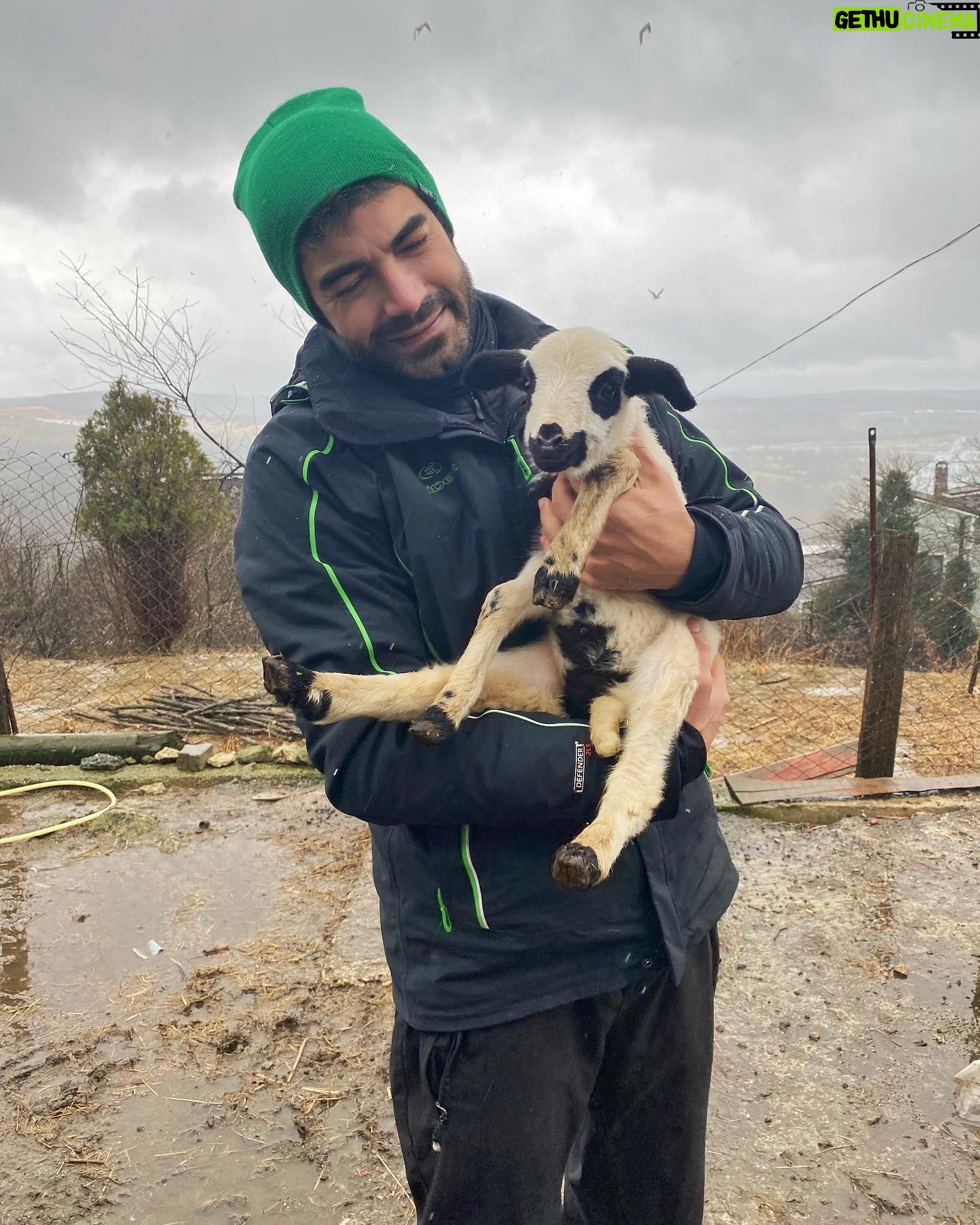 Murat Ünalmış - 63.1K Likes - Bu ana kuzusunu yıkadıkları için annesi kabul etmemiş.. bizde kesip tasarrufta bulunalım dedik. 🤓 Şaka şaka sevmeye geldik..❤️