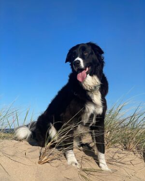 Murray Bartlett Instagram - Afternoon walk with my Good Boy