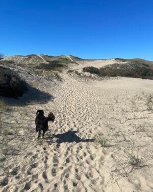 Murray Bartlett Instagram - Afternoon walk with my Good Boy