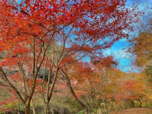 Mushimegane Instagram - 桜と紅葉を同時に見ようと欲張ったらどっちも4分咲きといったところだった
そういえば少し前に｢シキザクラ｣というアニメがあってだね…

#四季桜