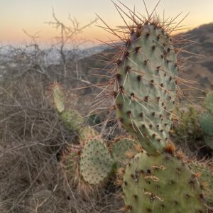 Mustafa Mert Koç Instagram - 🌵