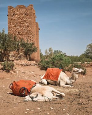 Naglis Bierancas Instagram - Ait Ben Haddou miestelis-tvirtovė saugoma Unesco. Labai unikali bei autentiška vieta. Dabar aišku, kodėl daug puikių filmų buvo čia filmuojami. Girdėjom, kad dar yra šeimų, kurios vis dar gyvena čia. Labai patiko 👍🏻 #morroco #aitbenhaddou