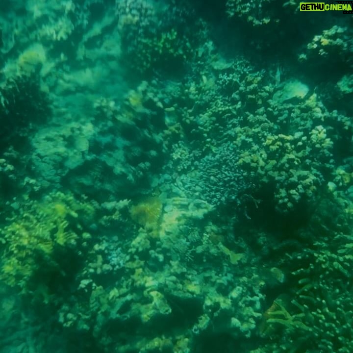 Nana - 317.1K Likes - 🤿🫧🐤🧜🏻♀️🩷
@plataran.menjangan
#PlataranMenjangan
#TrueIndonesianIcon
#liveinbali