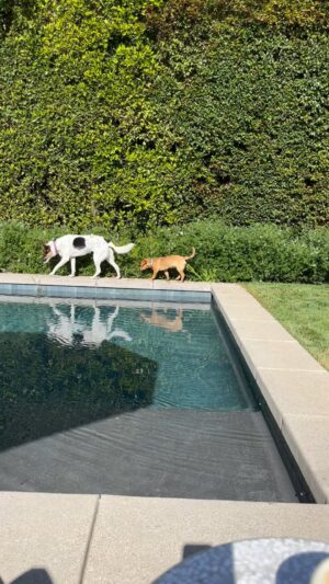 Nancy Travis Instagram - Teaching the art of pool duck hunting - welcome new puppy (name Lou?)