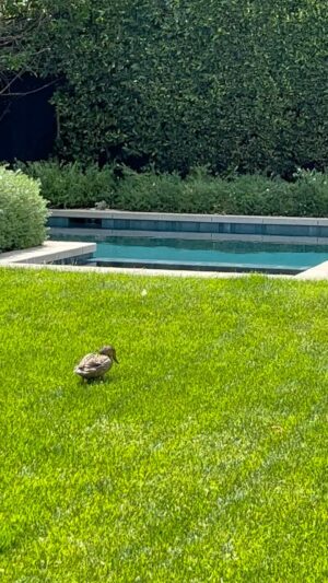 Nancy Travis Instagram - A little vacay at the Travis resort before the babies come. Wonder if my dog, Josie thinks ‘duck treats’ when she watches them? #springiscoming #poopypool #squatters #quackers