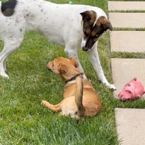 Nancy Travis Instagram - Some puppy business for those with nothing better to do. #makingfriends #JosieandLou #puppytimesuck