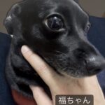 Naoki Inada