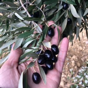 Natalia Khod Instagram - Cada vez que visito a MI OLIVO🌳se convierte en una aventura inolvidable.
Esta vez hemos plantado 100 olivos y nos lo pasamos a lo grande 😜

Gracias a @adoptaunolivo y @miolivo por dejarme ser parte de vuestra familia. ❤️

@siropemmm @albertoalfonsop 

#miolivo #apadrinaunolivo #teruel #aventura #campo #montaña #oliete #crazytrip #friends #landrover @landroverspain #olivo
