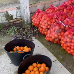 Natalia Khod Instagram - Unas cuantas toneladas de la mejor naranja 🍊 para HAMBRECERO.ES 
@hambrecero.es 

Lo recogimos en muy poco tiempo con este equipo tan salao 🧂👏💪 💃🏻 
@squareventures @alvarocuadrado @tatianaruizz @danielmchef4 @euruiz_ @javier.extremera 

#ong #sevilla #naranja #hambrecero 
#andalucia #spain #orange #flamenco #friends #naturaleza #campo #granja #arbol #rockandroll