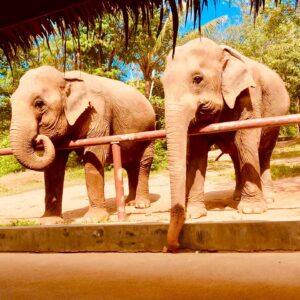 Natalie Gumede Instagram - These beautiful dear creatures are living out the autumn of their lives at the Samui Ethical Elephant Sanctuary. The tales of abuse that they had all suffered were utterly harrowing, and yet these elephants had slowly learned to trust humans again to allow us to feed them and witness them in a (semi) natural habitat. I was struck by a sense of kindness and compassion in their eyes, and one of the carers told us that the elephants see us humans as ‘cute - like puppies.’ There wasn’t one visitor left unmoved by their presence, or their stories, and I wondered what impact that may leave in consideration of how we treat our incredible animal kingdom as a whole. We have so much to learn from every being that walks this earth, so this New Year and every one beyond, I hope to walk with more kindness and compassion. The world needs that now more than ever - let’s be more elephant. (I love cucumbers like they do so that’s a good start!) Happy New Decade everyone ❤️🐘❤️🐘❤️🐘 #samuielephantsanctuary #kohsmaui #thailand #travel #travelphotography #elephant #elephantsanctuary #wildlifephotography #vegan #vegantravel #vegantravels #solotravel #happy2020 #newdecade #elephants