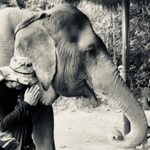 Natalie Gumede Instagram - These beautiful dear creatures are living out the autumn of their lives at the Samui Ethical Elephant Sanctuary. The tales of abuse that they had all suffered were utterly harrowing, and yet these elephants had slowly learned to trust humans again to allow us to feed them and witness them in a (semi) natural habitat. I was struck by a sense of kindness and compassion in their eyes, and one of the carers told us that the elephants see us humans as ‘cute - like puppies.’ There wasn’t one visitor left unmoved by their presence, or their stories, and I wondered what impact that may leave in consideration of how we treat our incredible animal kingdom as a whole. We have so much to learn from every being that walks this earth, so this New Year and every one beyond, I hope to walk with more kindness and compassion. The world needs that now more than ever - let’s be more elephant. (I love cucumbers like they do so that’s a good start!) Happy New Decade everyone ❤️🐘❤️🐘❤️🐘 #samuielephantsanctuary #kohsmaui #thailand #travel #travelphotography #elephant #elephantsanctuary #wildlifephotography #vegan #vegantravel #vegantravels #solotravel #happy2020 #newdecade #elephants