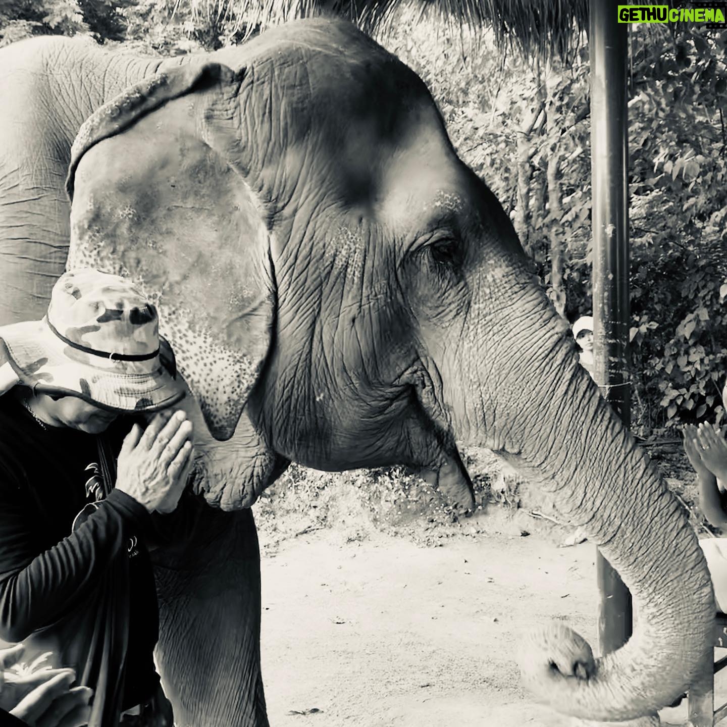 Natalie Gumede - 738 Likes - These beautiful dear creatures are living out the autumn of their lives at the Samui Ethical Elephant Sanctuary. The tales of abuse that they had all suffered were utterly harrowing, and yet these elephants had slowly learned to trust humans again to allow us to feed them and witness them in a (semi) natural habitat. I was struck by a sense of kindness and compassion in their eyes, and one of the carers told us that the elephants see us humans as ‘cute - like puppies.’ There wasn’t one visitor left unmoved by their presence, or their stories, and I wondered what impact that may leave in consideration of how we treat our incredible animal kingdom as a whole. We have so much to learn from every being that walks this earth, so this New Year and every one beyond, I hope to walk with more kindness and compassion. The world needs that now more than ever - let’s be more elephant. (I love cucumbers like they do so that’s a good start!) Happy New Decade everyone ❤️🐘❤️🐘❤️🐘 #samuielephantsanctuary #kohsmaui #thailand #travel #travelphotography #elephant #elephantsanctuary #wildlifephotography #vegan #vegantravel #vegantravels #solotravel #happy2020 #newdecade #elephants